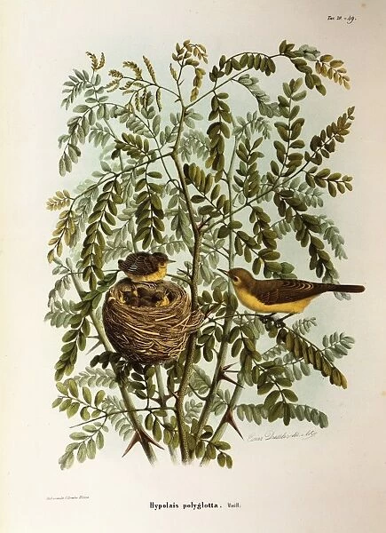 Illustration from Eugenio Bettonis Natural History of Birds that Nest in Lombardy representing Melodious Warbler Hippolais polyglotta, by Oscar Dressler, 1865-1868, engraving