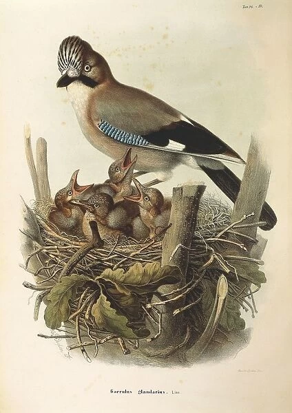 Illustration from Eugenio Bettonis Natural History of Birds that Nest in Lombardy representing Eurasian Jay Garrulus glandarius, by Oscar Dressler, 1865-1868, engraving