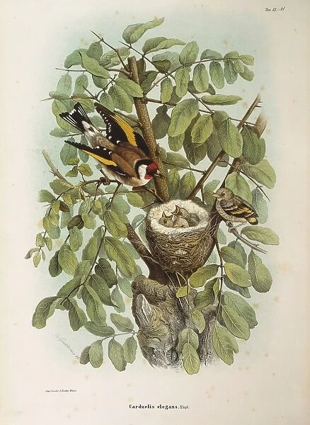 Illustration from Eugenio Bettonis Natural History of Birds that Nest in Lombardy representing European Goldfinch Carduelis carduelis family, by Oscar Dressler, 1865-1868, engraving