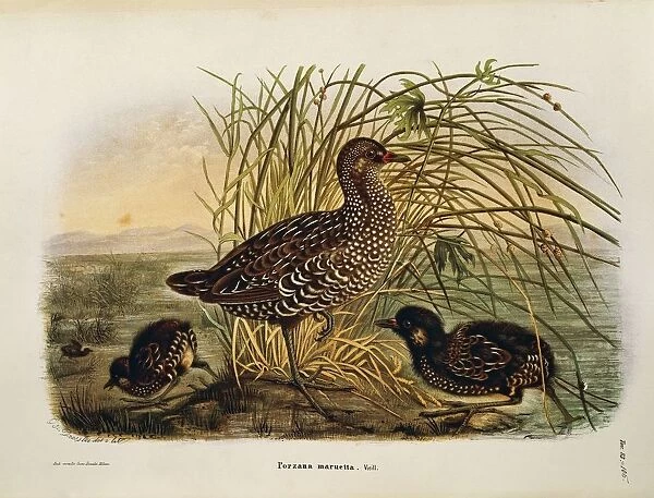 Illustration from Eugenio Bettonis Natural History of Birds that Nest in Lombardy representing Spotted Crake Porzana porzana, by Oscar Dressler, 1865-1868, engraving
