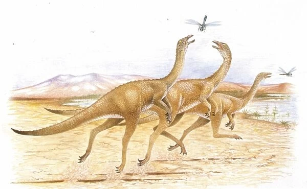 Illustration of Gallimimus catching insects