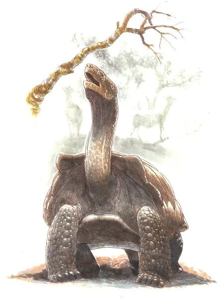 Illustration of Giant tortoise
