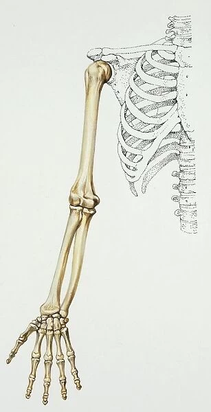 Illustration of human arm bones