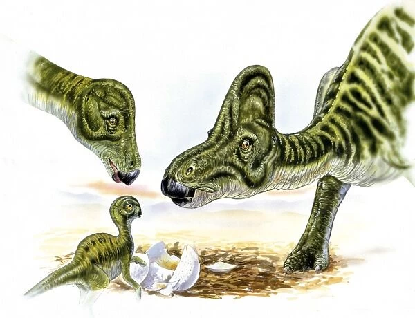 Illustration of Hypacrosaurus