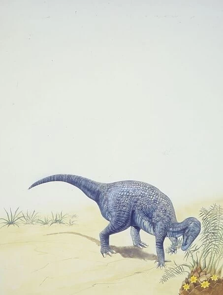 Illustration of Iguanodon
