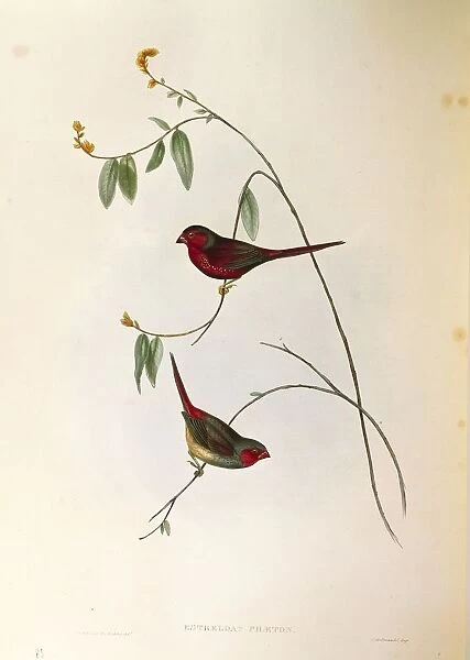Illustration from John Goulds The Birds of Australia representing Crimson Finch Neochmia phaeton, colored engraving