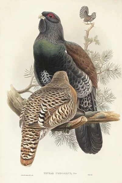 Illustration from John Goulds The Birds of Great Britain representing Capercaillie Tetrao urogallus, 1862-1873, colored engraving