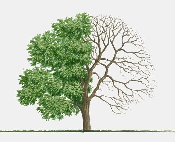Illustration of Koelreuteria paniculata (Golden Rain Tree), a deciduous tree showing summer leaves and bare winter branches