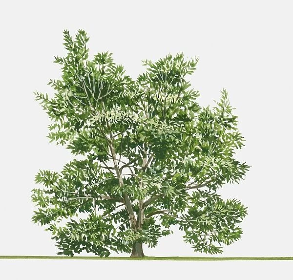 Illustration of Lithocarpus edulis (Japanese Stone Oak), an evergreen tree native to Japan
