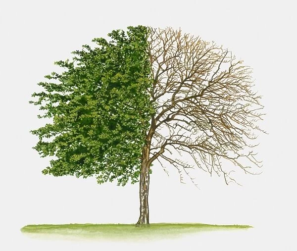 Illustration of Malus ioensis (Prairie Crab Cpple), a deciduous tree showing summer leaves and bare winter branches