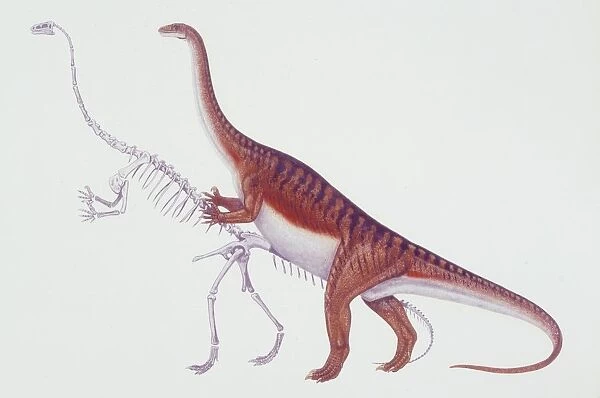 Illustration of Massospondylus and its skeleton
