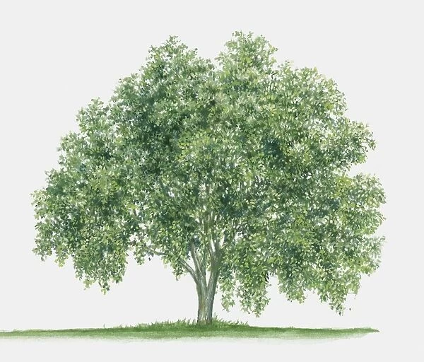 Illustration of Maytenus boaria (Maiten), an evergreen tree with spreading habit of growth
