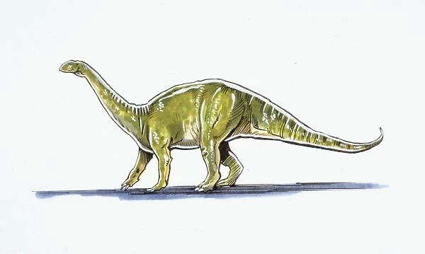 Illustration of Melanosaurus