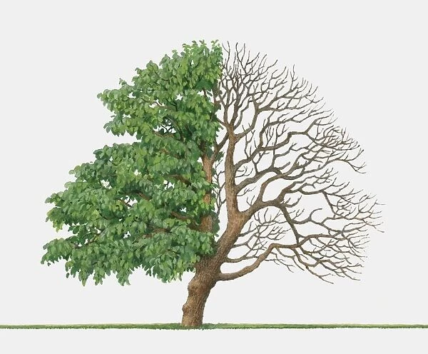 Illustration of Morus nigraa (Black mulberry), a small deciduous tree showing summer leaves and bare winter branches