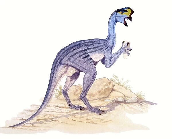 Illustration of Oviraptor
