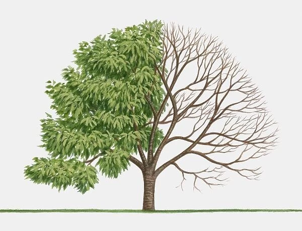 Illustration of Prunus sargentii (Sargents Cherry ), a deciduous tree showing summer leaves and bare winter branches
