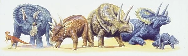 Illustration of Psittacosaurus, Triceratops, Styracosaurus, Torosaurus, Pentaceratops and Protoceratops