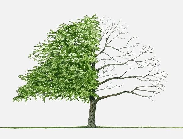 Illustration of Pterocarya stenoptera (Chinese Wingnut), a deciduous tree showing summer leaves and bare winter branches