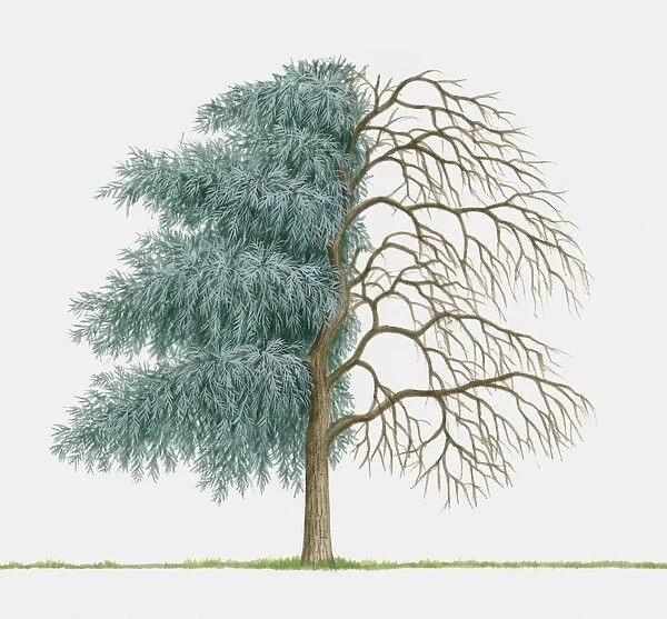 Illustration of Pyrus salicifolia (Willow-leaved Pear), an ornamental tree showing summer leaves and bare winter branches