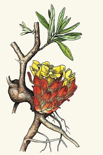 Illustration representing Cytinus hypocistis, parasitic flowering plant infecting roots of host plant
