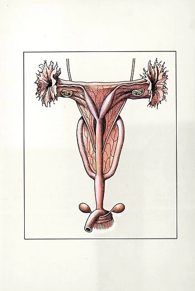 Illustration representing female reproductive system of Kangaroo Macropus