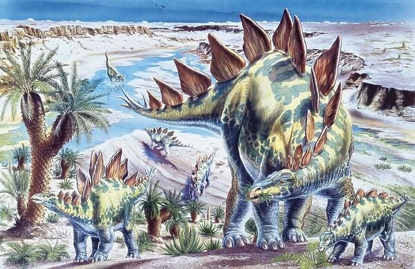 Illustration representing group of Stegosaurus in Jurassic landscape