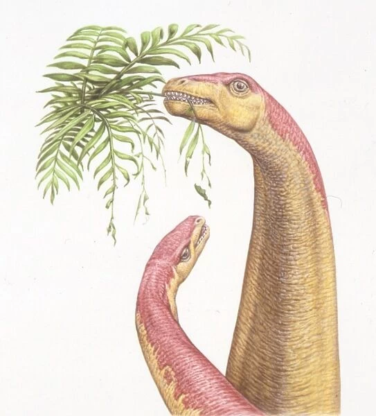 Illustration representing Kotasaurus and young eating leaves of tree