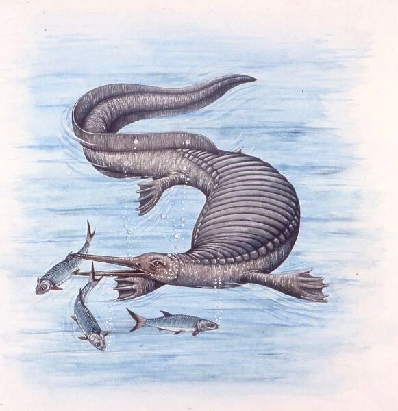 Illustration representing Nanchangosaurus swimming in sea