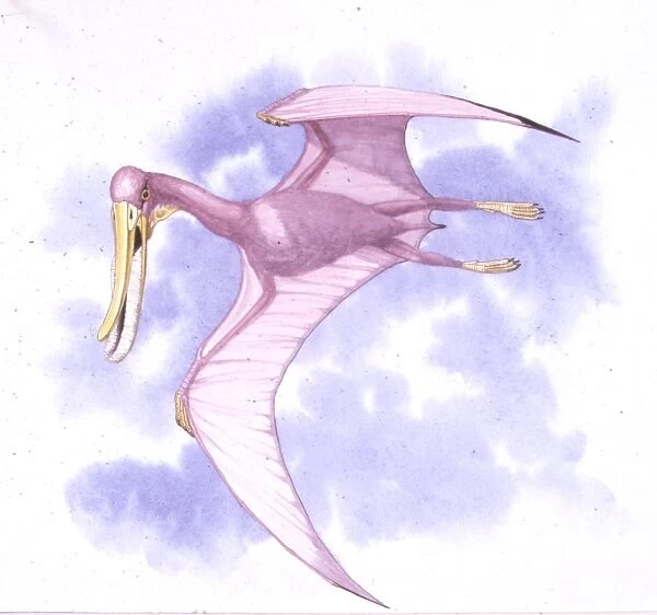 Illustration representing Pterodaustro flying