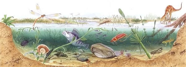 Illustration representing watertight ecosystem