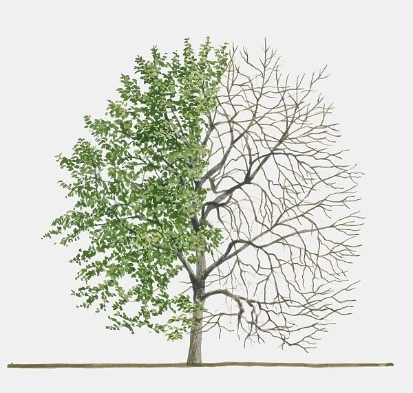 Illustration of Rhamnus cathartica (Common Buckthorn), a deciduous tree showing summer leaves and bare winter branches