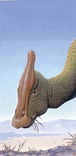 Illustration of Saurolophuss head