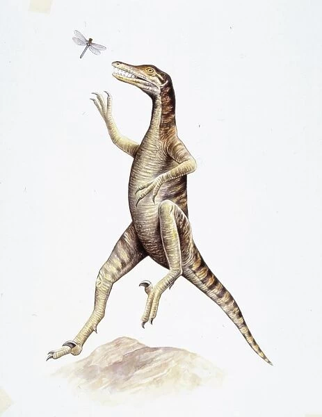 Illustration of Saurornithoides catching insect