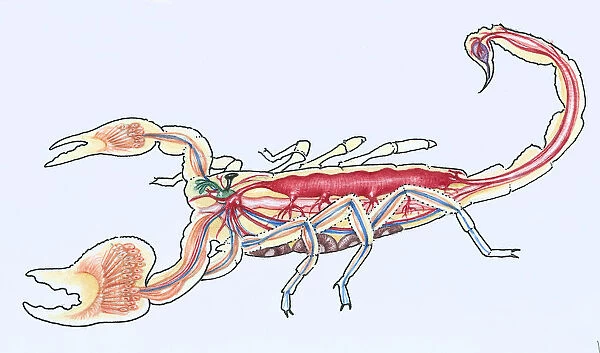 Illustration showing a cross-section of anatomy of the imperial scorpion, Pandinus imperator
