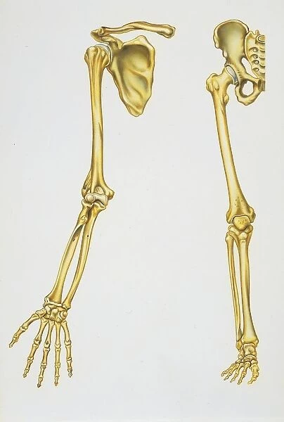 Illustration showing upper and lower limbs