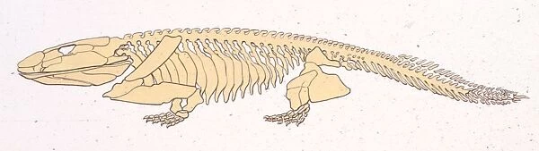 Illustration of Skeleton of Ichthyostega