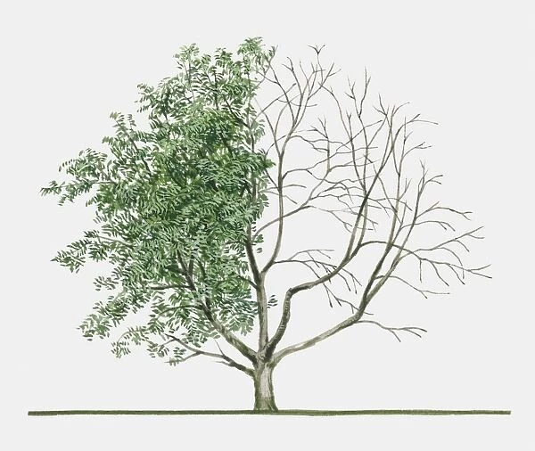 Illustration of Sorbus americana (American Mountain Ash) a deciduous perennial tree showing summer leaves and bare winter branches