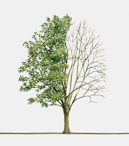 Illustration of Sorbus torminalis (Wild Service Tree), a deciduous tree showing summer leaves and bare winter branches