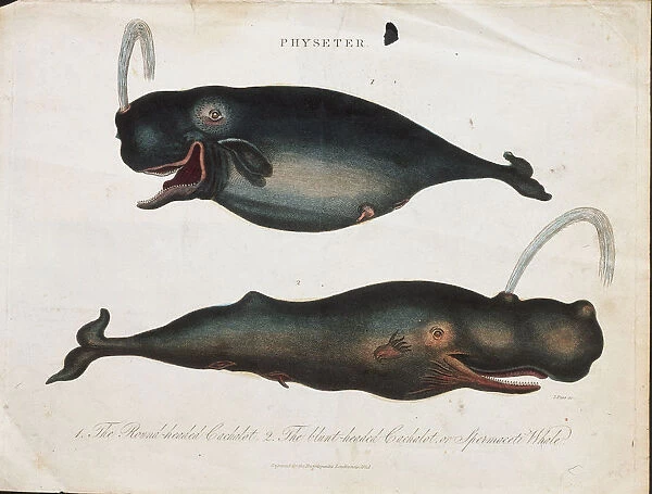 Illustration of a sperm whale