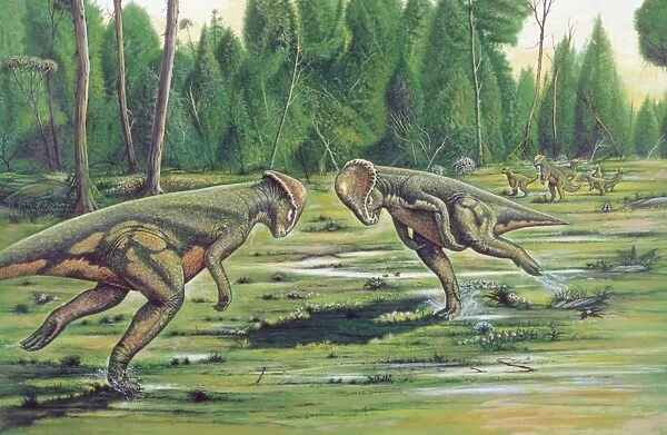 Illustration of Stegosaurus fighting