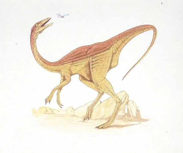 Illustration of Struthiomimus