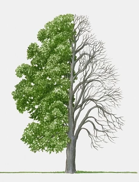 Illustration of Tilia platyphyllos (Broad-leaved Lime), a deciduous tree showing summer leaves and bare winter branches