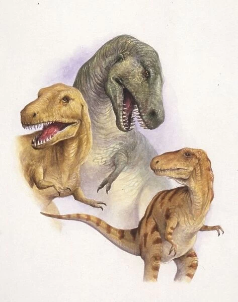 Illustration of Tyrannosaurus Rex, Albertosaurus, Nanotyrannus
