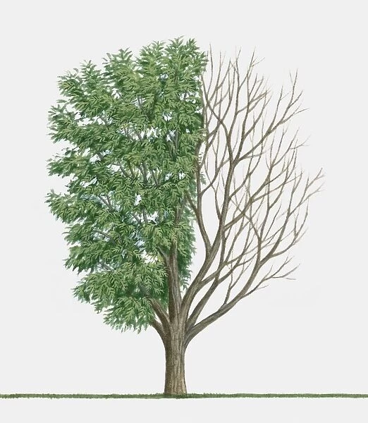 Illustration of Xanthoceras Sorbifolium (Yellowhorn), a small tree native to China showing summer leaves and bare winter branches