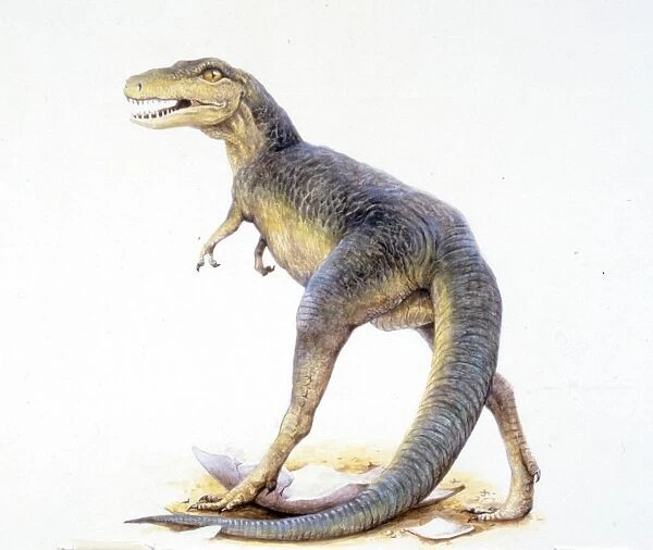 Illustration of Young Tirannosaurus Rex