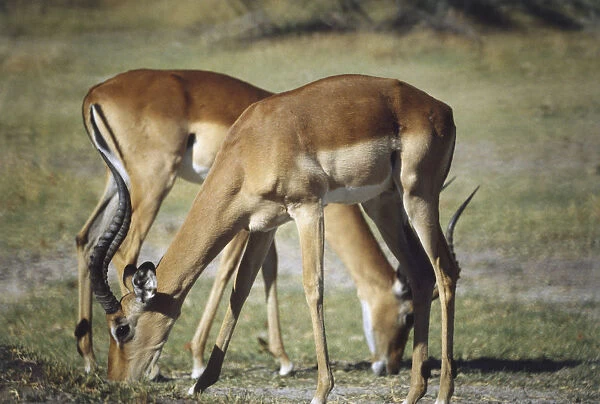 Impala, Aepyceros melampus, two grazing, necks bending down to feed, slender legs, long ringed horns, tan coloured fur, dark eye, side view, open grassland in background