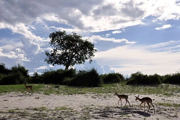 impala, chobe national park, botswana