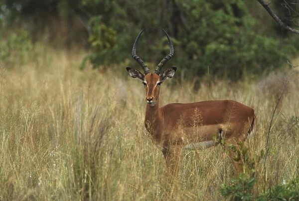 An impala gazelle in the Kruger National Park