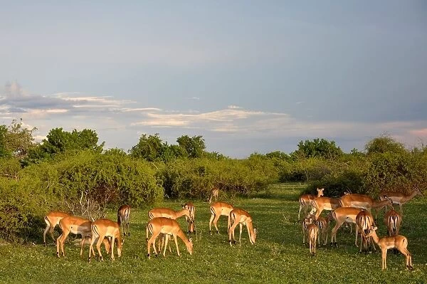 Impalas. Chobe National Park. Botswana