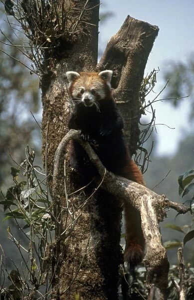 India, West Bengal, Red panda (Ailurus fulgens) on a tree